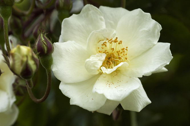 Rosa 'Moonlight' 3 au Jardin de la Salamandre en Dordogne