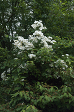 Rosa Moonlight au Jardin de la Salamandre