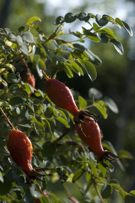 Rosa moyesii 'Geranium' 4 au Jardin de la Salamandre en Dordogne