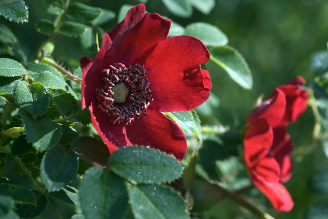 Rosa moyesii 'Geranium' 2 au Jardin de la Salamandre en Dordogne