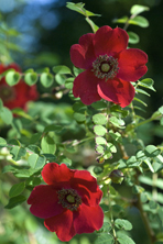 Rosa moyesii Geranium au Jardin de la Salamandre