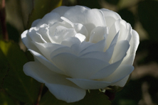 Rosa Neige d'Avril