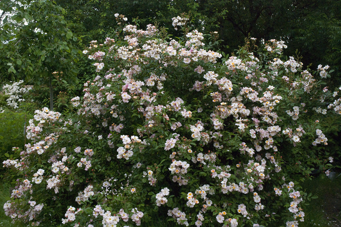 Rosa Queen of the Musk au Jardin de la Salamandre