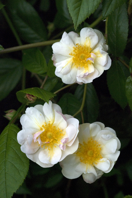 Rosa 'Queen of the Musks' 2 au Jardin de la Salamandre en Dordogne