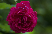 Rosa Souvenir du Dr Jamain