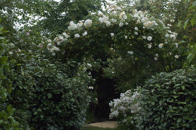 Rosa 'Alister Stella Gray' avec 'Trier' au Jardin de la Salamandre