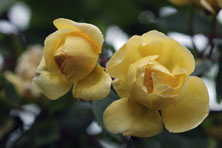 Rosa 'Allister Stella Gray' au Jardin de la Salamandre en Dordogne