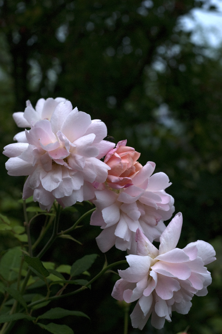 Rosa 'Arethusa' 2 au Jardin de la Salamandre