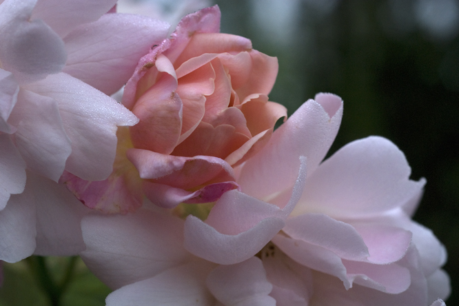 Rosa 'Arethusa' 3 au Jardin de la Salamandre