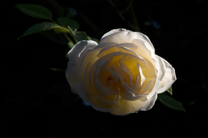 Rosa 'Auguste Gervais' 2 au Jardin de la Salamandre en Dordogne