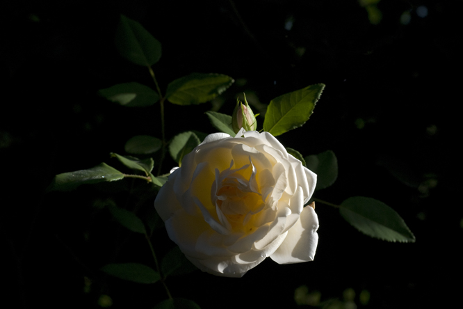 Rosa 'Auguste Gervais' 5 au Jardin de la Salamandre en Dordogne