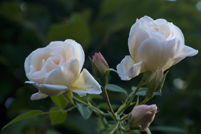 Rosa 'Auguste Gervais' 3 au Jardin de la Salamandre en Dordogne