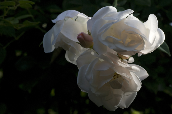 Rosa 'Auguste Gervais' 4 au Jardin de la Salamandre en Dordogne