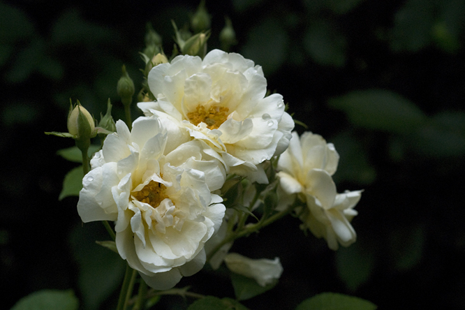 rosa Clytemnestra