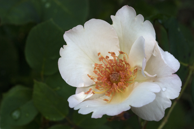 Rosa 'Ellen Willmott' 2au Jardin de la Salamandre en Dordogne