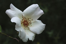 Rosa 'Ellen Willmott' au Jardin de la Salamandre en Dordogne