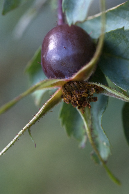 Rosa glauca 'Glaucescens' en fruit