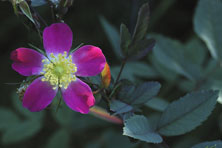 Rosa glauca 'Glaucescens' 