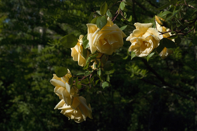 Rosa Lady Hillingdon 2