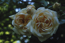 Rosa 'Lady Hillingdon' au Jardin de la Salamandre en Dordogne