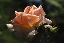 Rosa 'Jaune Desprez' au Jardin de la Salamandre en Dordogne