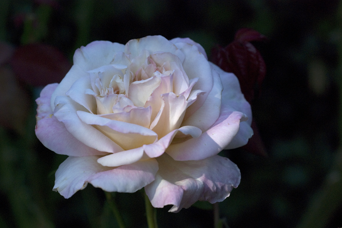 rosa Marie van Houtte 2