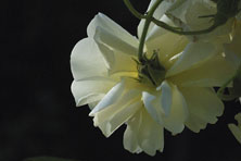 Rosa 'Jaune Desprez' au Jardin de la Salamandre en Dordogne