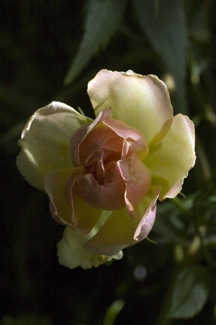 Rosa Phyllis Bide