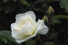 Rosa 'Prosperity'  au Jardin de la Salamandre en Dordogne