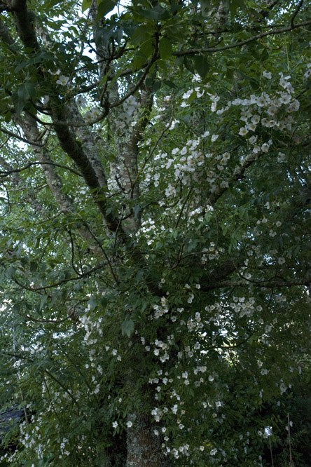 Rosa 'Toby Tristam' 2 au Jardin de la Salamandre en Dordogne