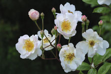 Rosa 'Trier' au Jardin de la Salamandre en Dordogne