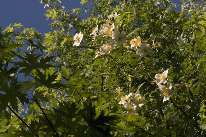 Rosa 'Wickwar' 2 au Jardin de la Salamandre en Dordogne