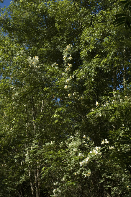 Rosa 'Wickwar' 4 au Jardin de la Salamandre en Dordogne