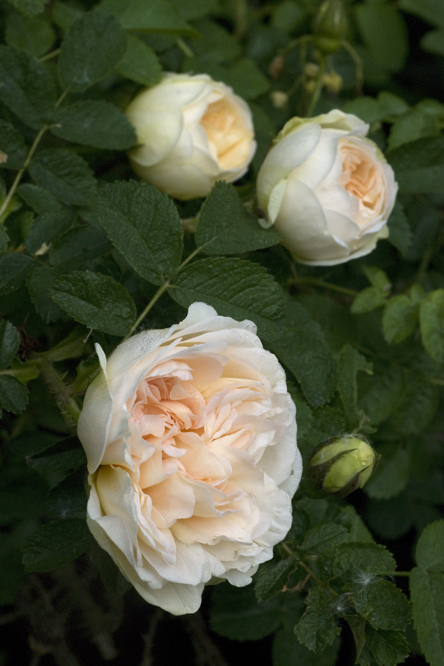 Rosa 'Agnès' au Jardin de la Salamandre en Dordogne