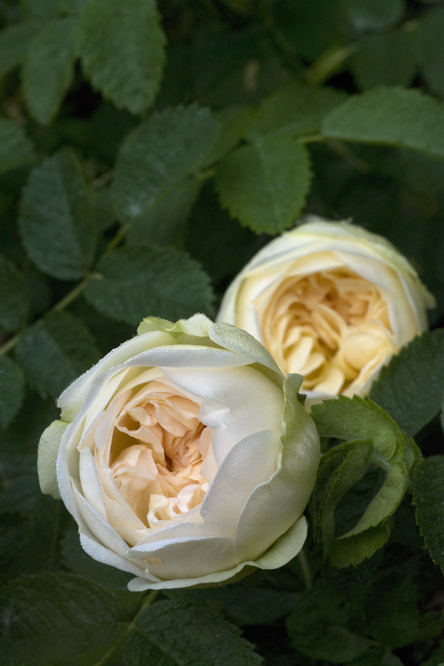 Rosa 'Agnès' 2 au Jardin de la Salamandre en Dordogne