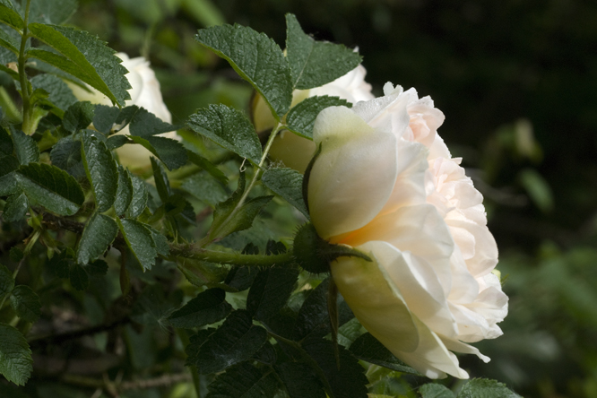 Rosa 'Agnès' 3 au Jardin de la Salamandre en Dordogne