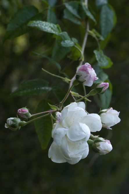 Rosa 'Aimée Vibert' 2 au Jardin de la Salamandre en Dordogne