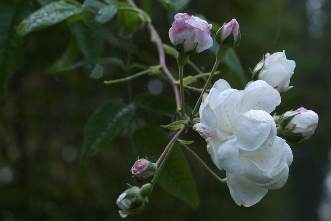 Rosa 'Aimée Vibert' au Jardin de la Salamandre en Dordogne