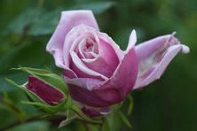 Rosa 'Blossomtime' au Jardin de la Salamandre en Dordogne