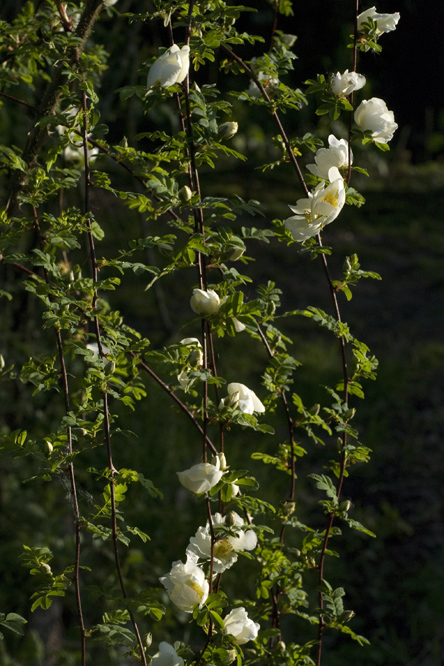 Rosa 'Cantabrigiensis' 2 au Jardin de la Salamandre en Dordogne