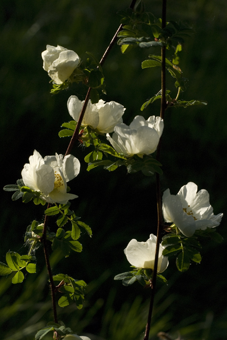 Rosa 'Cantabrigiensis' 3 au Jardin de la Salamandre en Dordogne