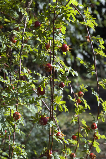 Rosa 'Cantabrigiensis' 4 au Jardin de la Salamandre en Dordogne