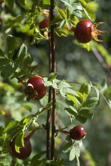 Rosa 'Cantabrigiensis' 5 au Jardin de la Salamandre en Dordogne