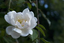 Rosa 'Duchesse AdélaIde d'Orléans' au Jardin de la Salamandre en Dordogne