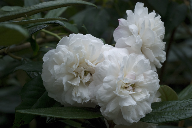 Rosa 'Félicité & Perpétue' au Jardin de la Salamandre en Dordogne