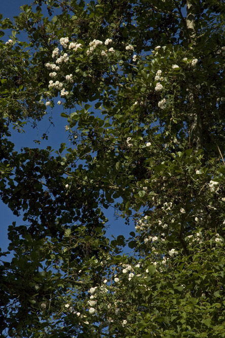 Rosa 'Félicité & Perpétue' 3 au Jardin de la Salamandre en Dordogne