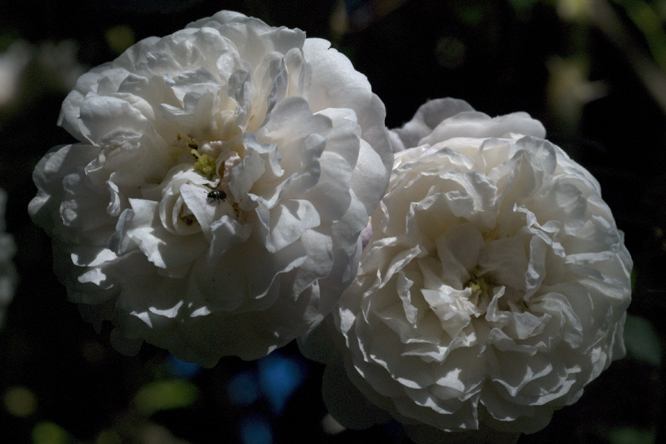 Rosa 'Félicité & Perpétue' 2 au Jardin de la Salamandre en Dordogne