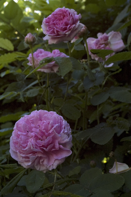 Rosa 'Gloire de France' 2 au Jardin de la Salamandre en Dordogne