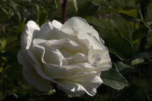 Rosa 'Gloire Lyonnaise' au Jardin de la Salamandre en Dordogne