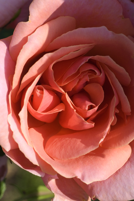 Rosa 'Mme Édouard Herriot' au Jardin de la Salamandre en Dordogne